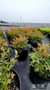 高度20厘米南天竹