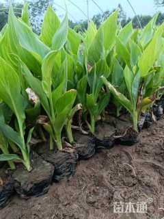 高度50厘米美人蕉