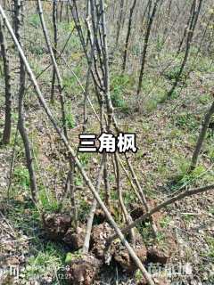 1公分三角枫