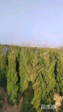 高度350厘米蜀桧