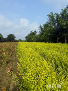 高度70厘米金叶榆小苗