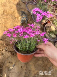 高度15厘米福禄考