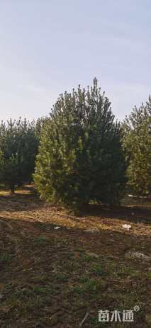 高度300厘米白皮松