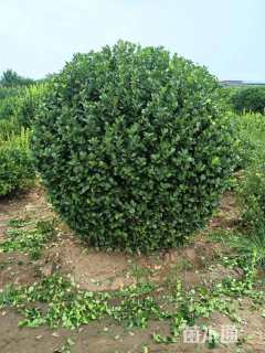 冠幅200厘米卫矛球