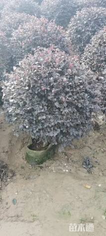 0.1公分紫叶矮樱