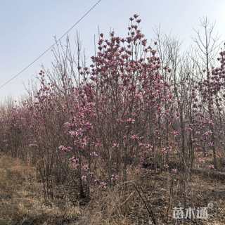6公分紫玉兰