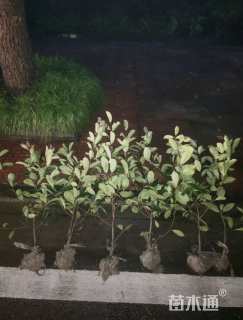 高度50厘米红叶石楠小苗