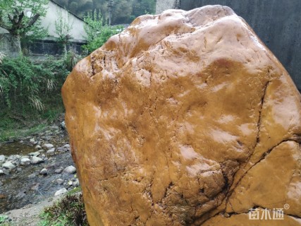 15公分中华红枫