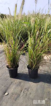 高度70厘米紫穗狼尾草