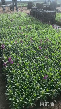 高度20厘米紫罗兰