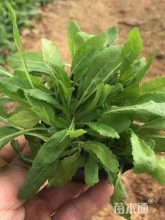 高度15厘米鼠尾草