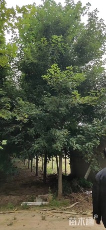15公分美国红枫