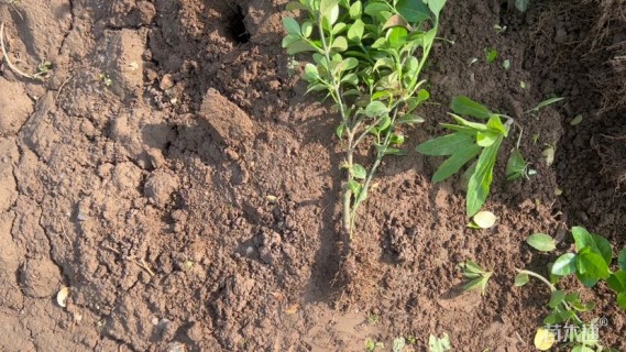 高度30厘米卫矛