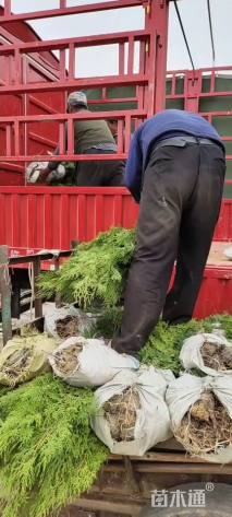 高度70厘米侧柏小苗