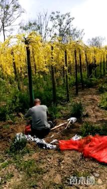 12公分金枝垂槐