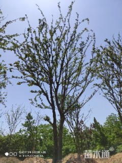 90公分朴树