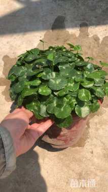 高度15厘米铜钱草