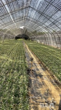 高度10厘米麦冬