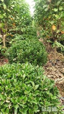 高度1400厘米黄杨