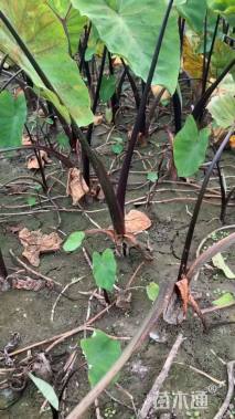 高度30厘米紫芋