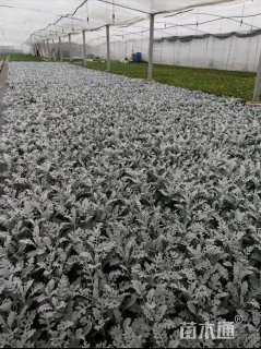 高度30厘米银叶菊