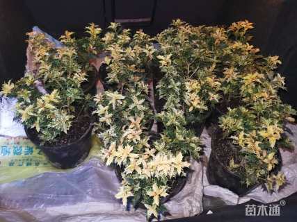 花叶柊树（彩叶刺桂）