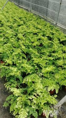 高度15厘米铁线蕨