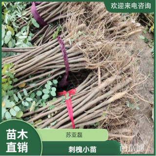 高度100厘米刺槐小苗