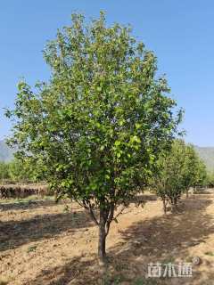 12公分八棱海棠