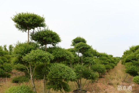 8公分造型小叶女贞