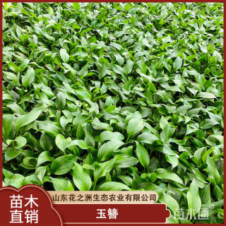 高度12厘米玉簪