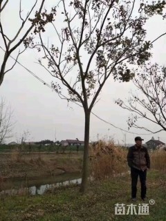 12公分黄山栾树