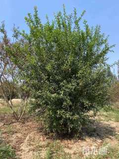 高度300厘米丛生花石榴