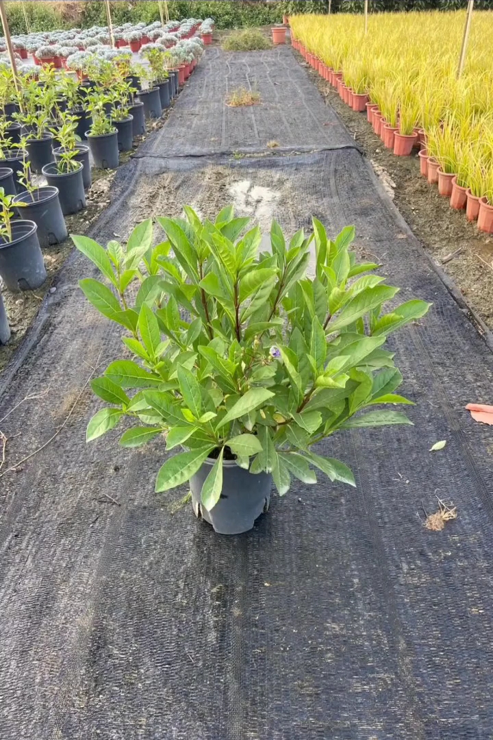 高度30厘米蝴蝶花