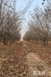 高度300厘米丛生暴马丁香