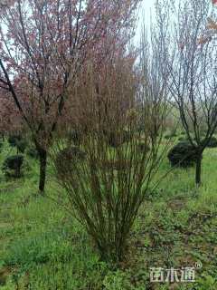 高度500厘米丛生紫薇