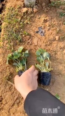 高度10厘米二月兰