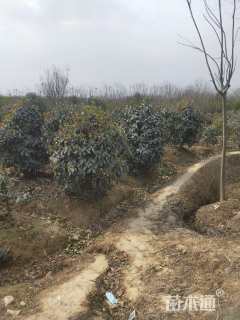 高度280厘米中华石楠