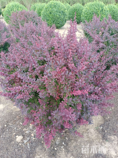 冠幅80厘米紫叶小檗球