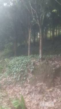 30公分桂花