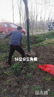 17公分三角枫