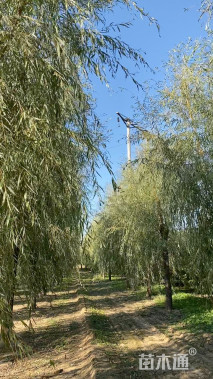 15公分红丝垂柳