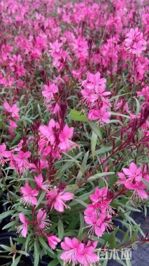 高度30厘米红花山桃草