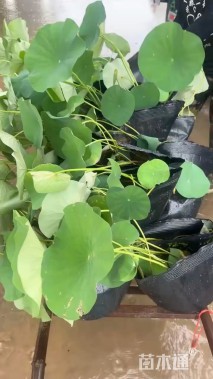 高度50厘米荷花