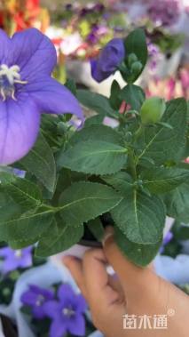 高度15厘米风铃草