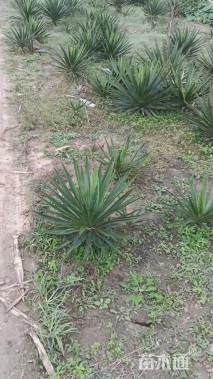 高度80厘米剑麻