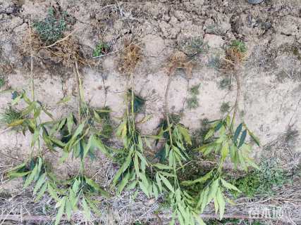 高度40厘米十大功劳