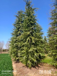 高度700厘米雪松