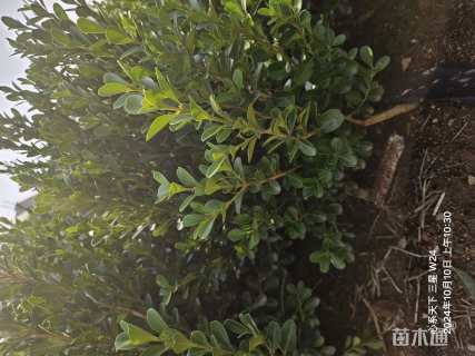 高度30厘米瓜子黄杨