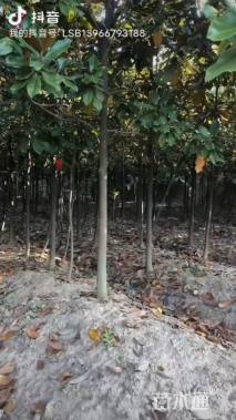 10公分广玉兰